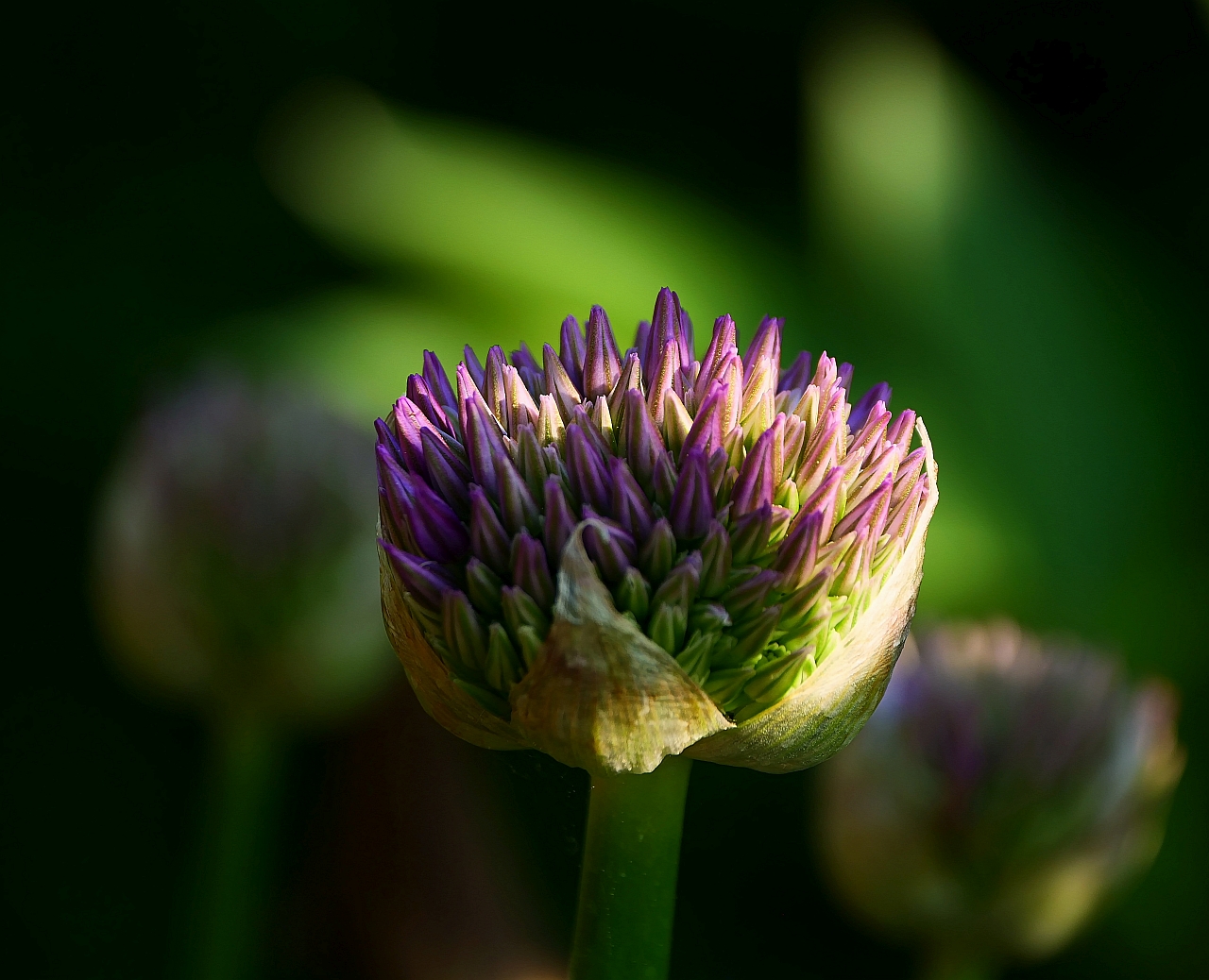 Allium erblüht