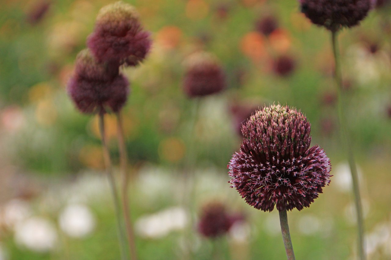 Allium.jpg