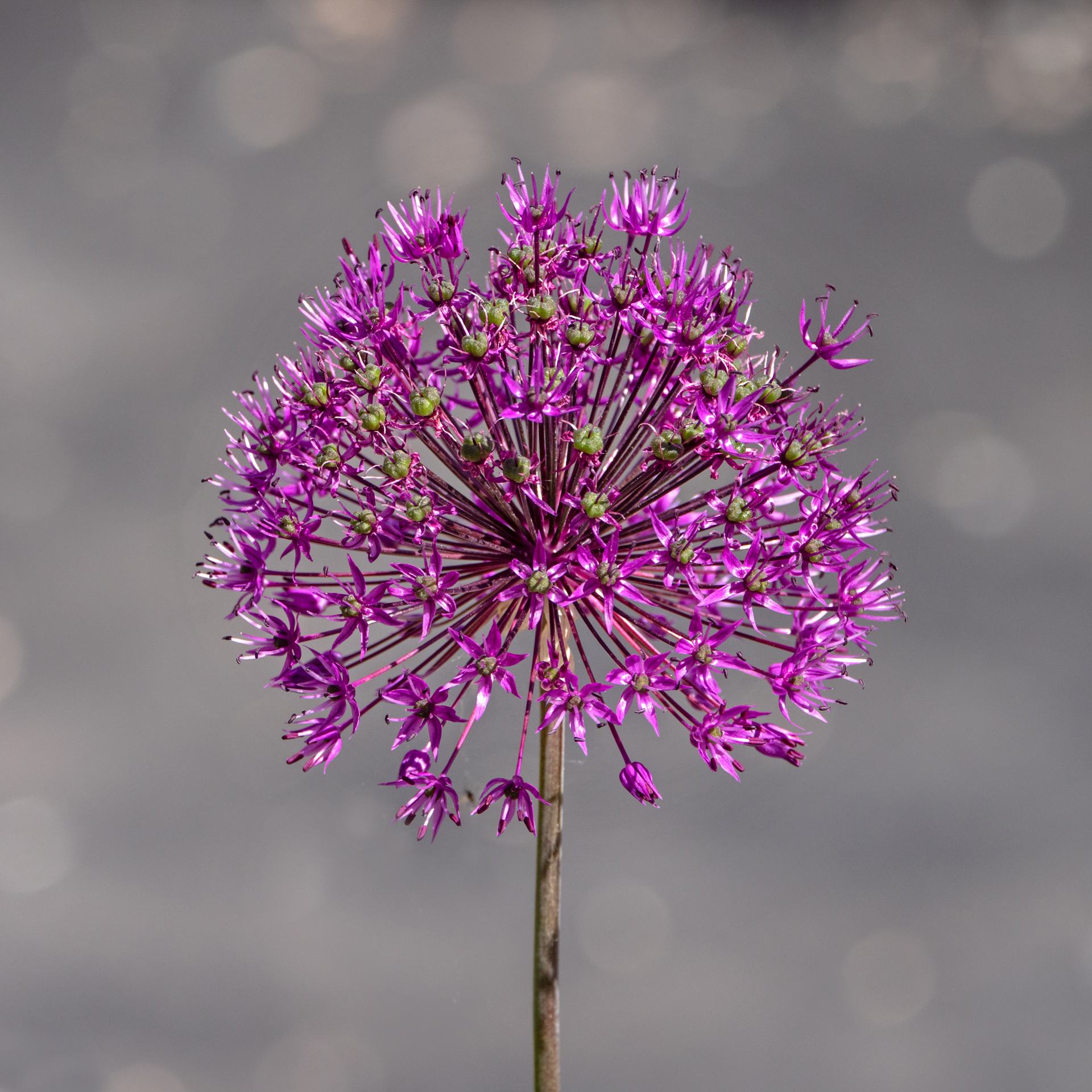 Allium rosenbachianum