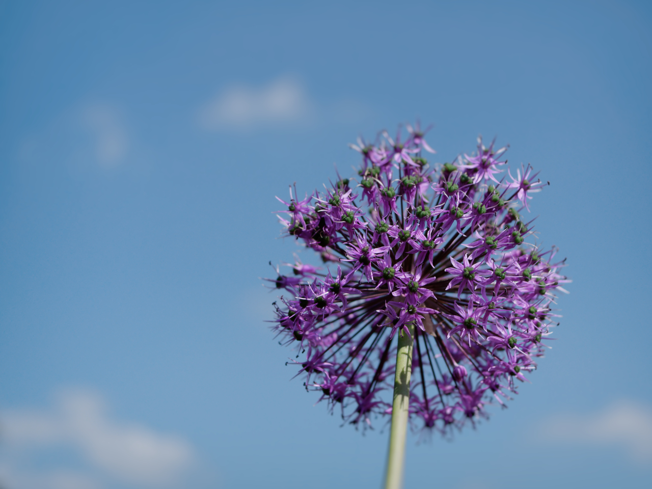 Allium