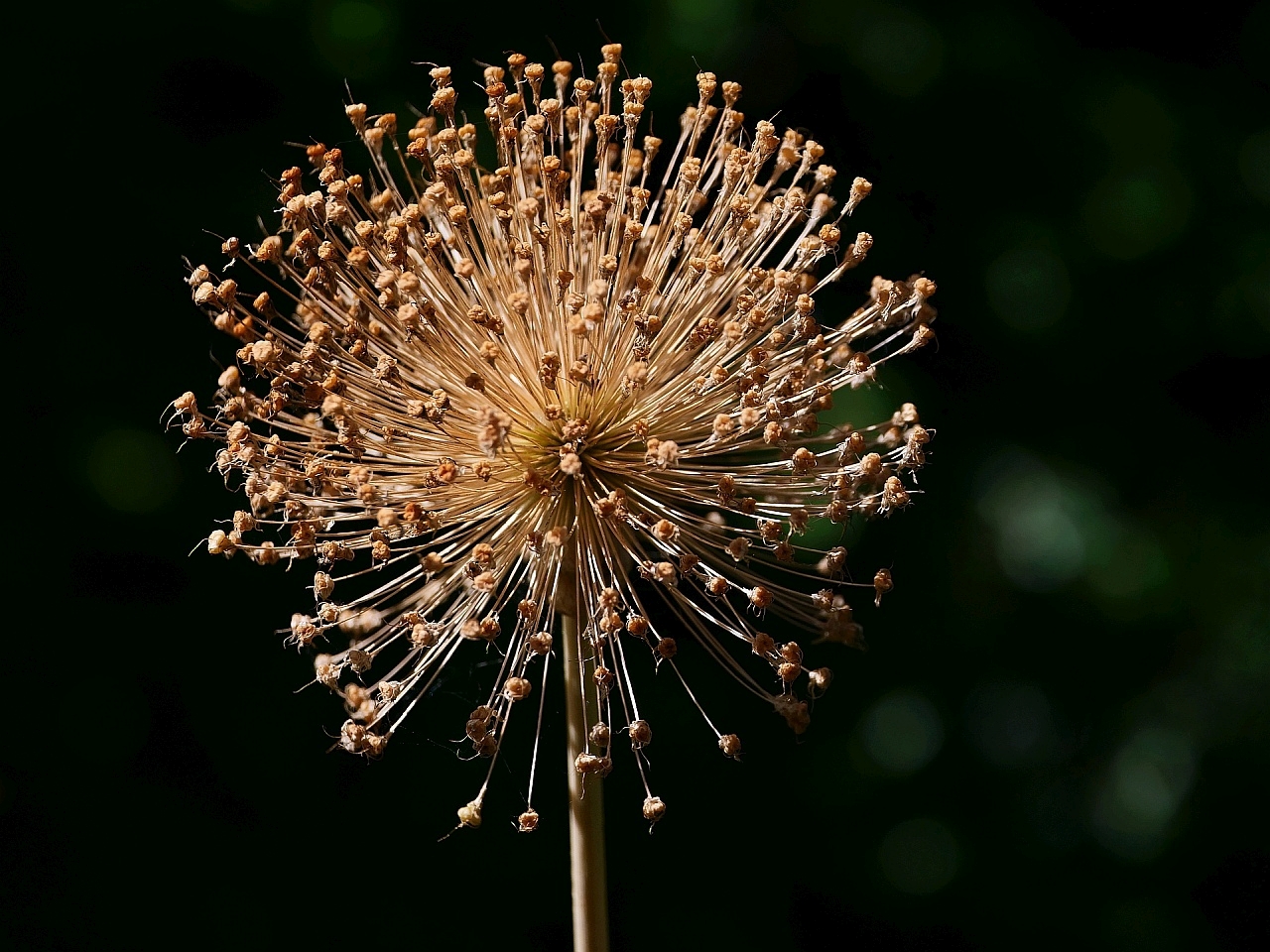 Allium