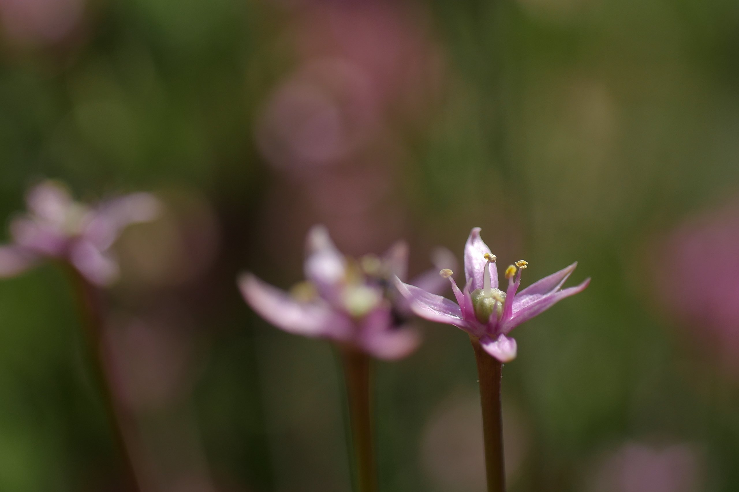 Allium
