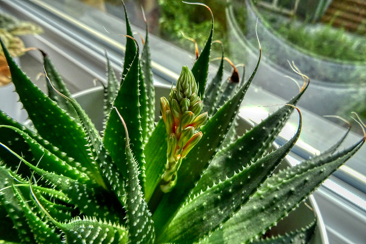 Aloe - neue Blüte