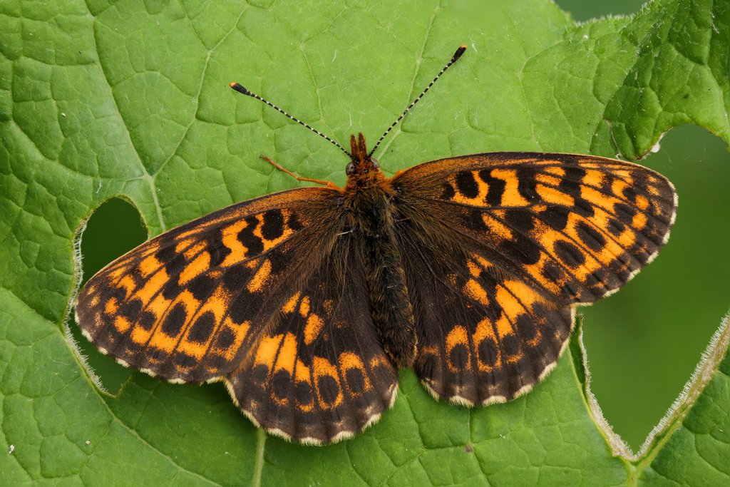 Alpen-Perlmuttfalter (Boloria thore)