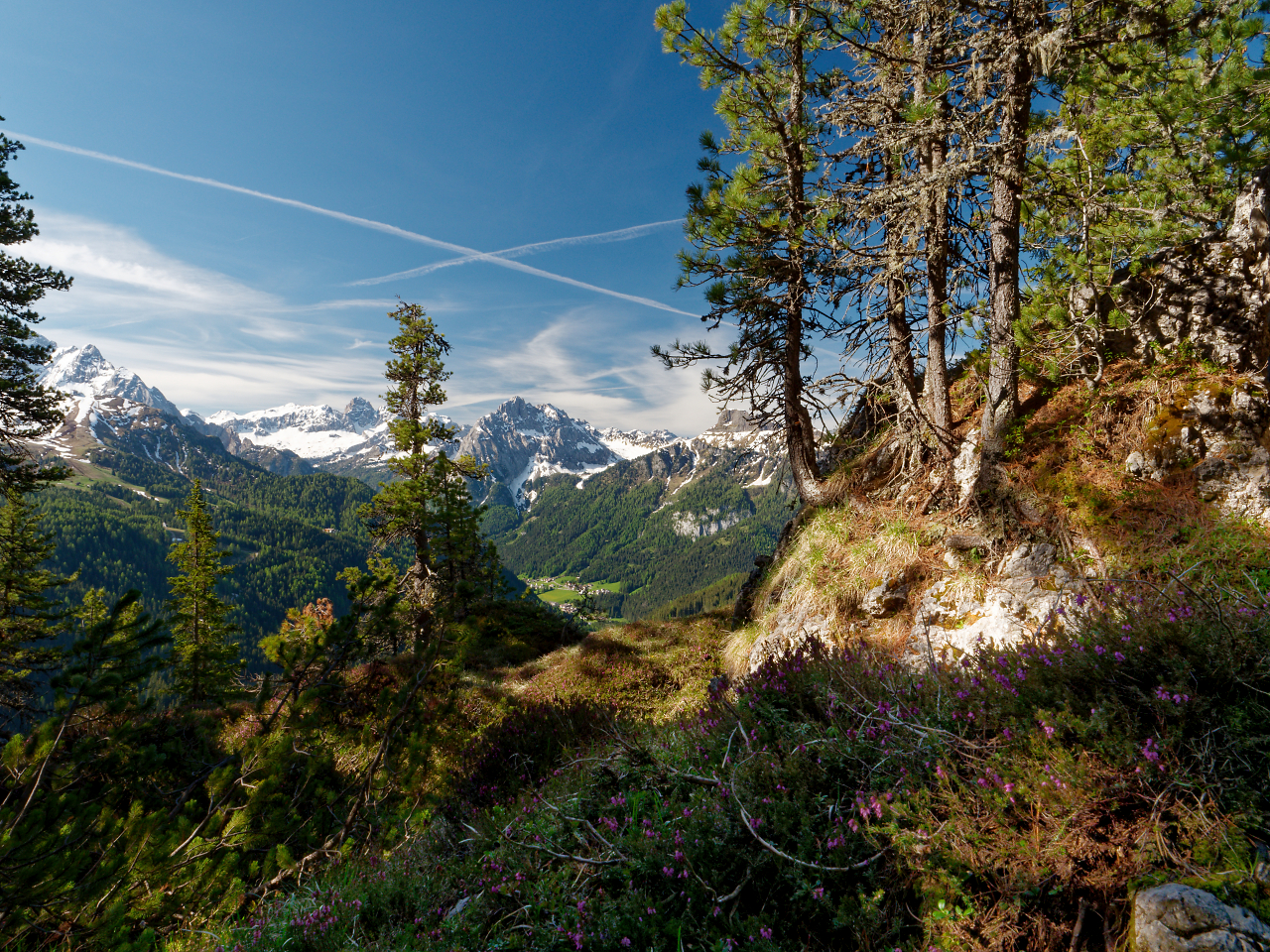 Alpenfrühling.jpg