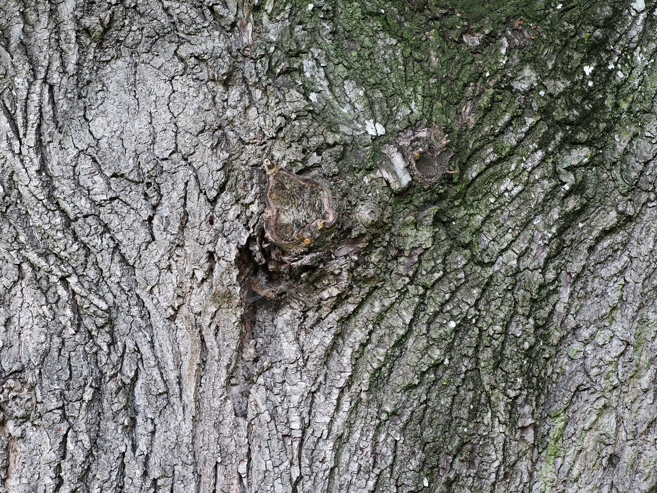 alter Baum