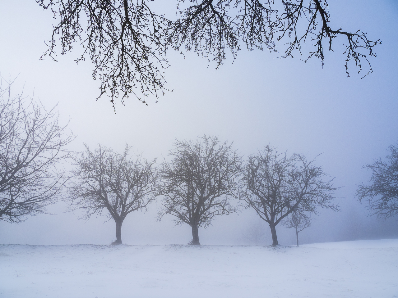 alter Obstgarten im Winter