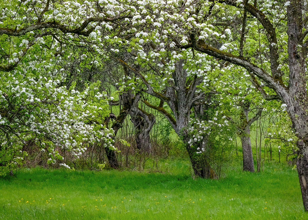 alter Obstgarten