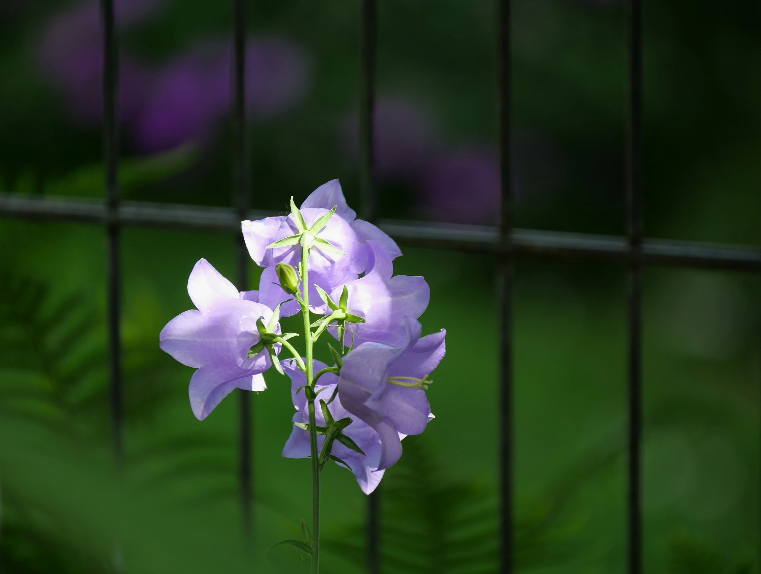 Am Gartenzaun