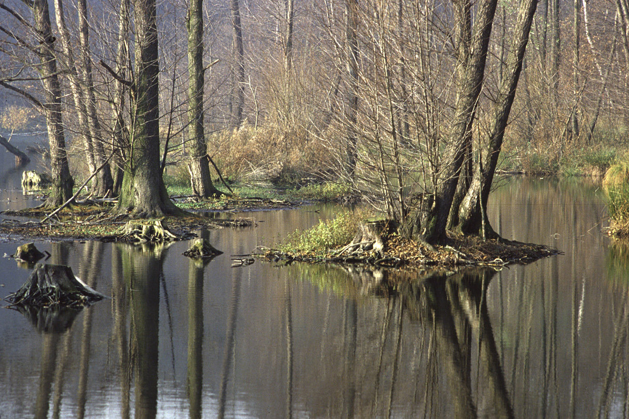 Am Hubertussee