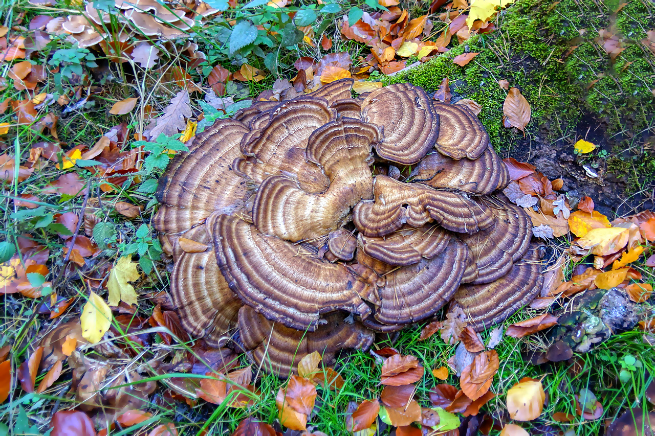 Am Waldboden