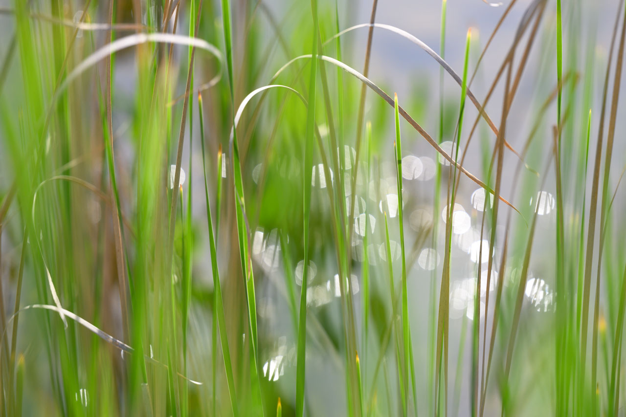 am Weiher