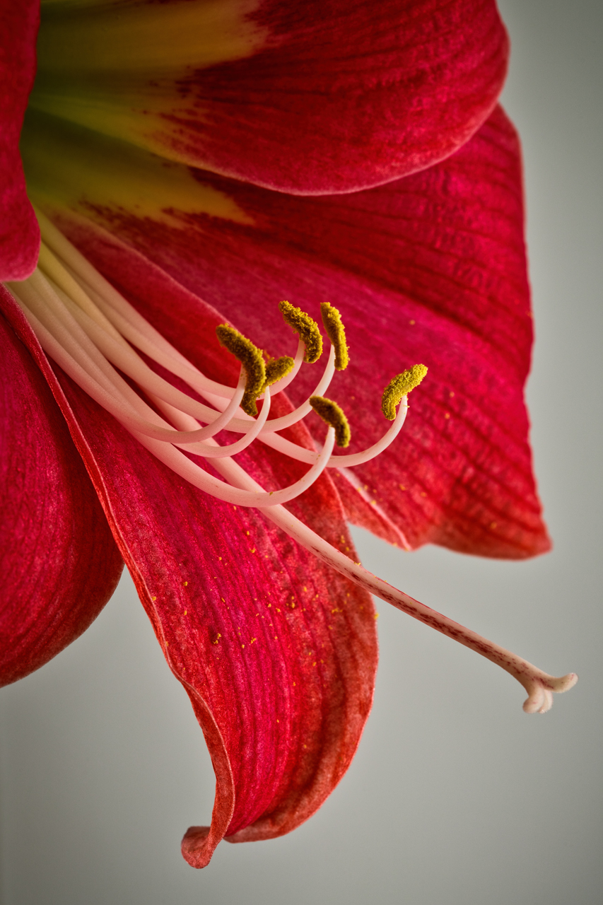 Amarilis