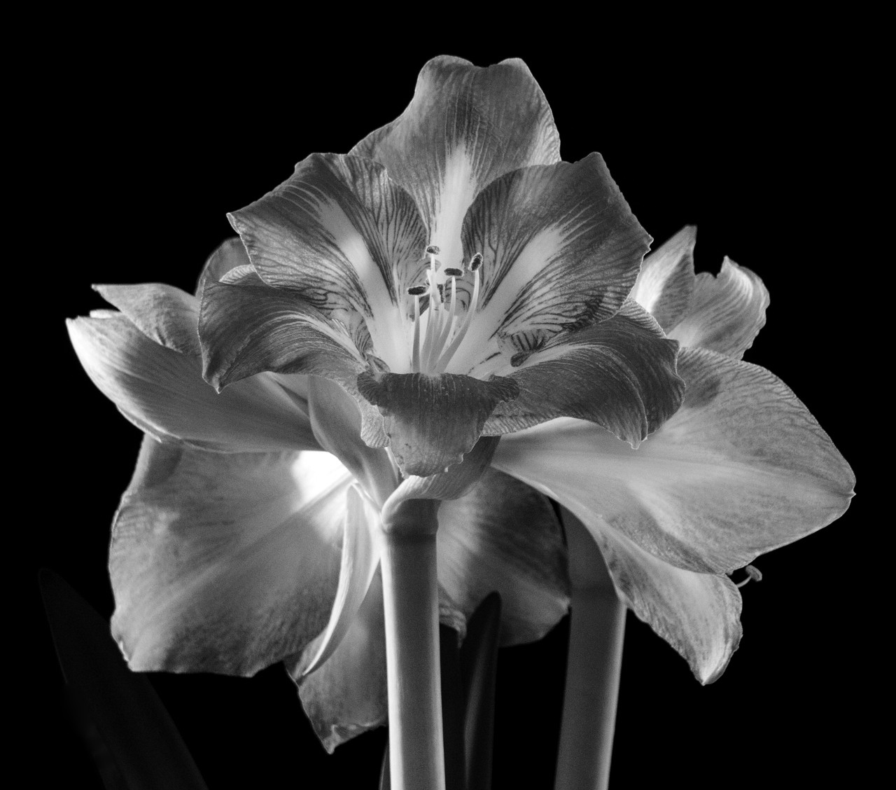 Amaryllis (2)