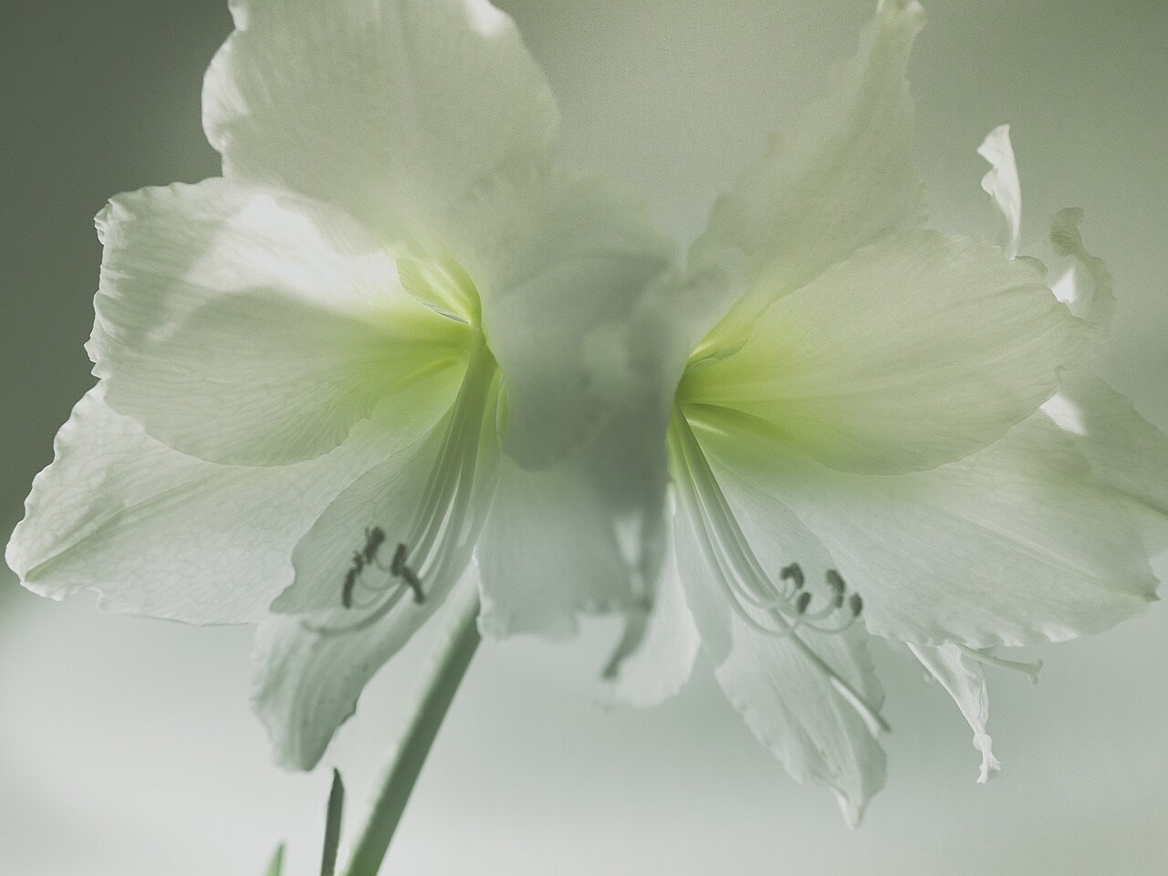 Amaryllis