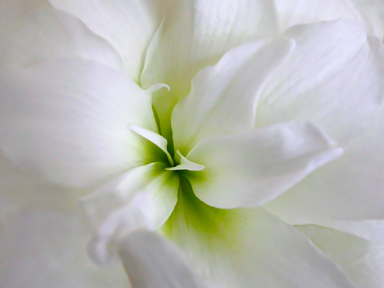 Amaryllis