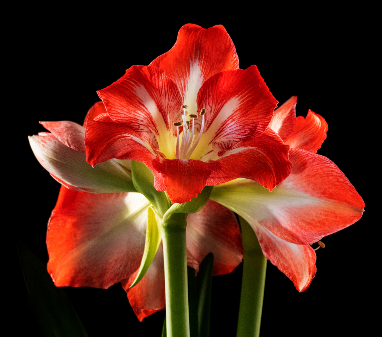 Amaryllis