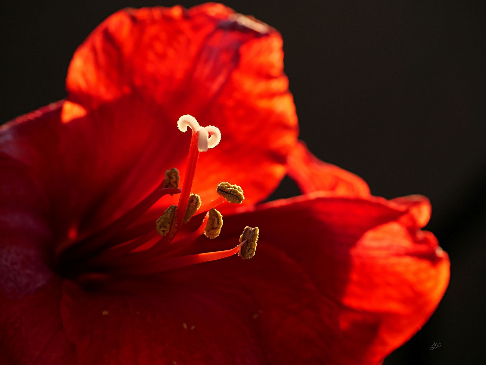 Amaryllis