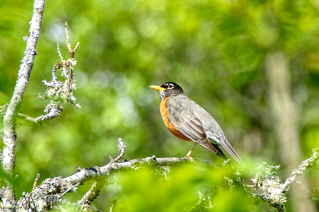 American Robin