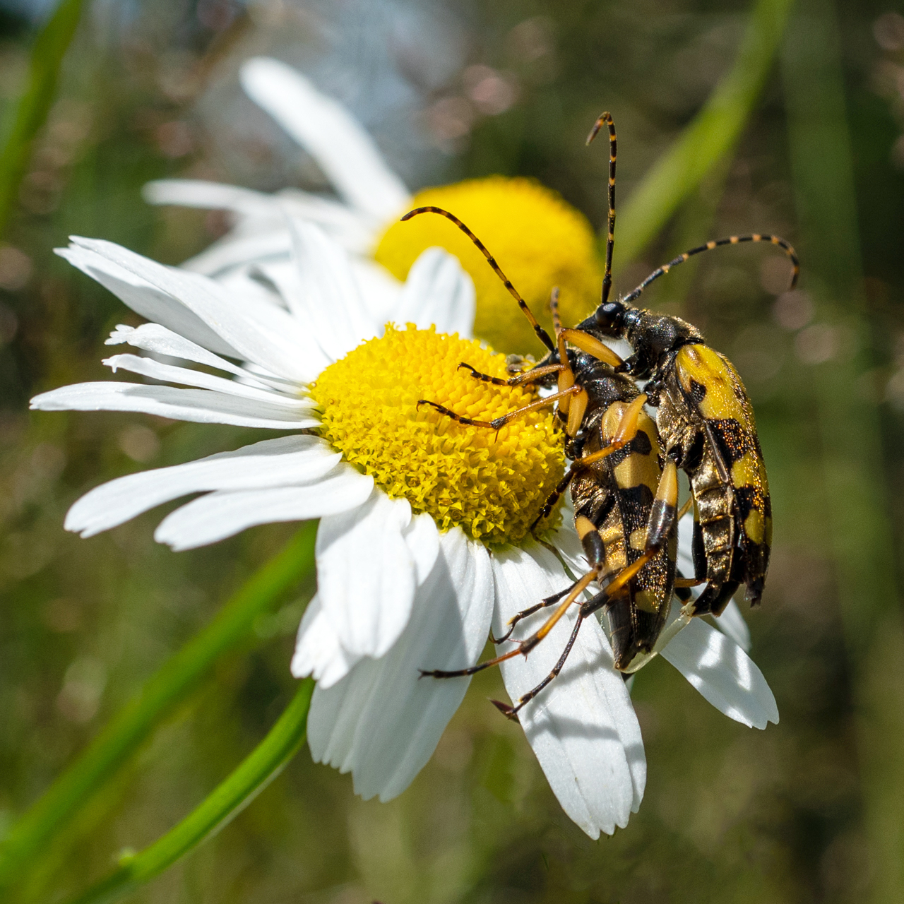 Amore in Flagranti