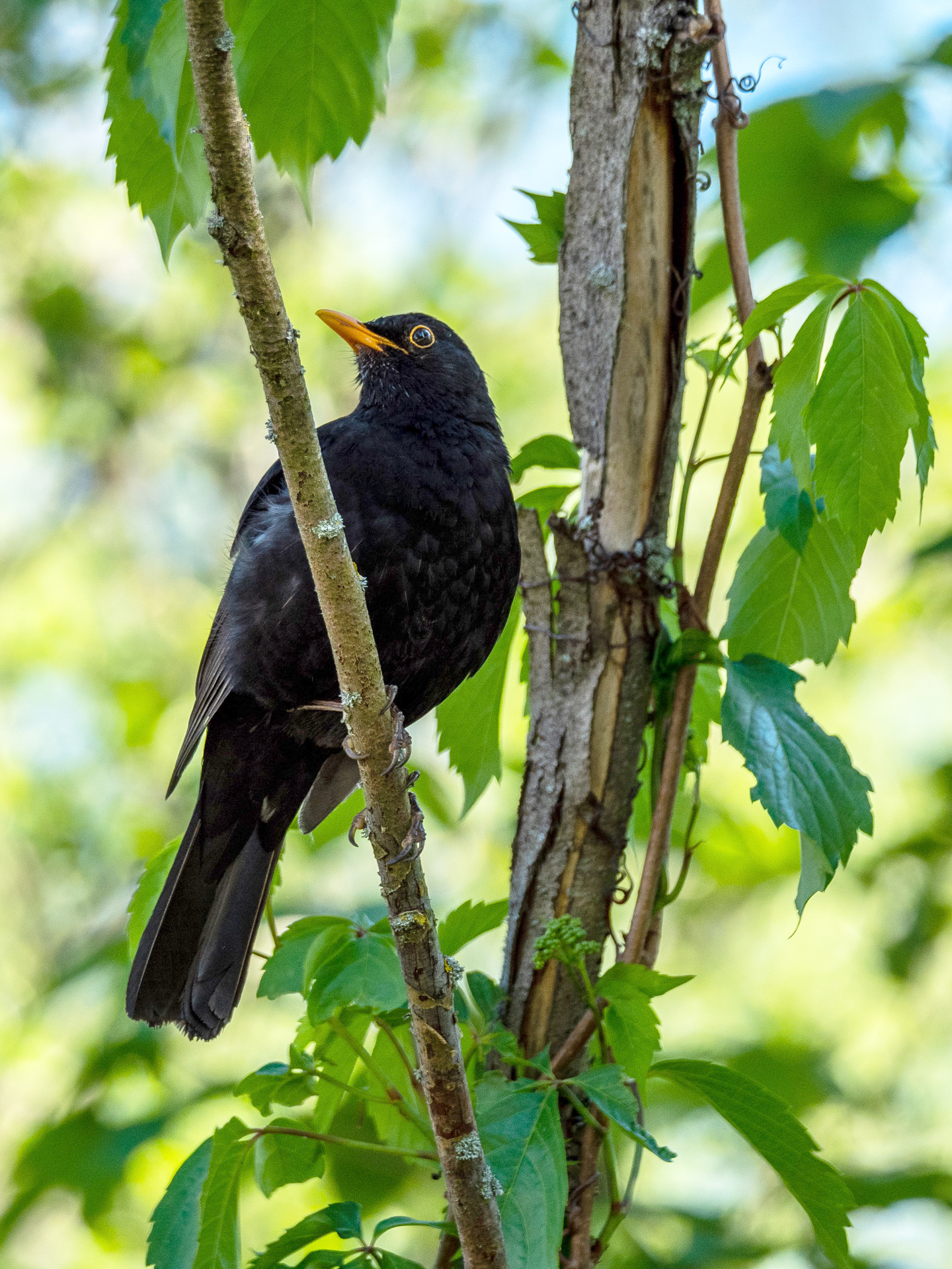 Amsel