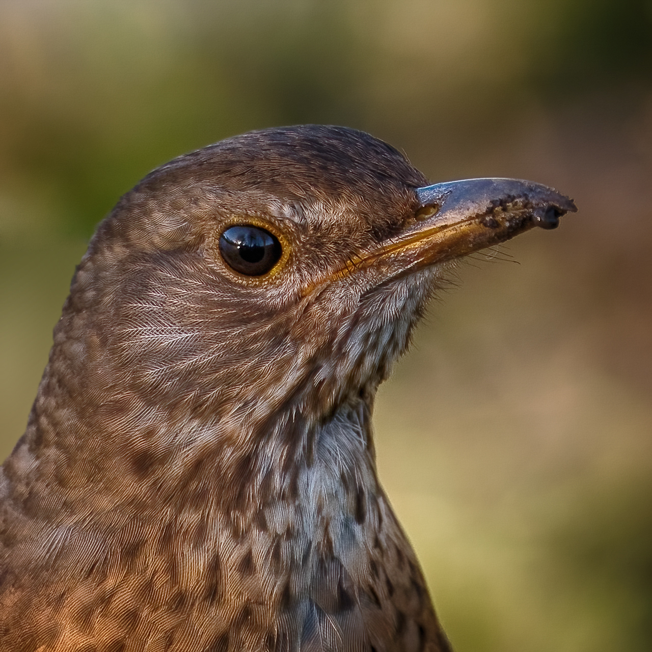 Amseldamenportrait
