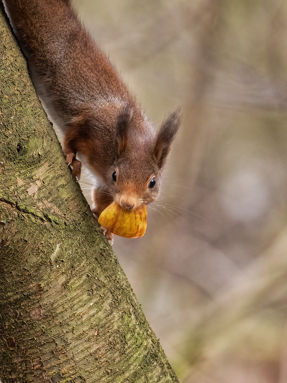 An apple a day...