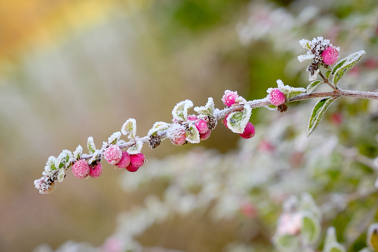 An einem Wintermorgen