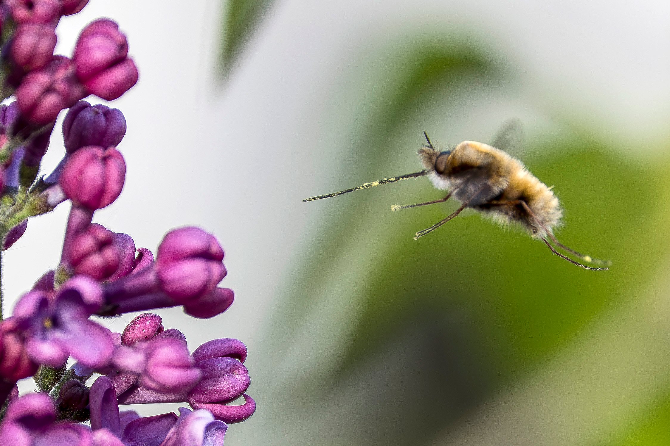 Anflug auf den Flieder