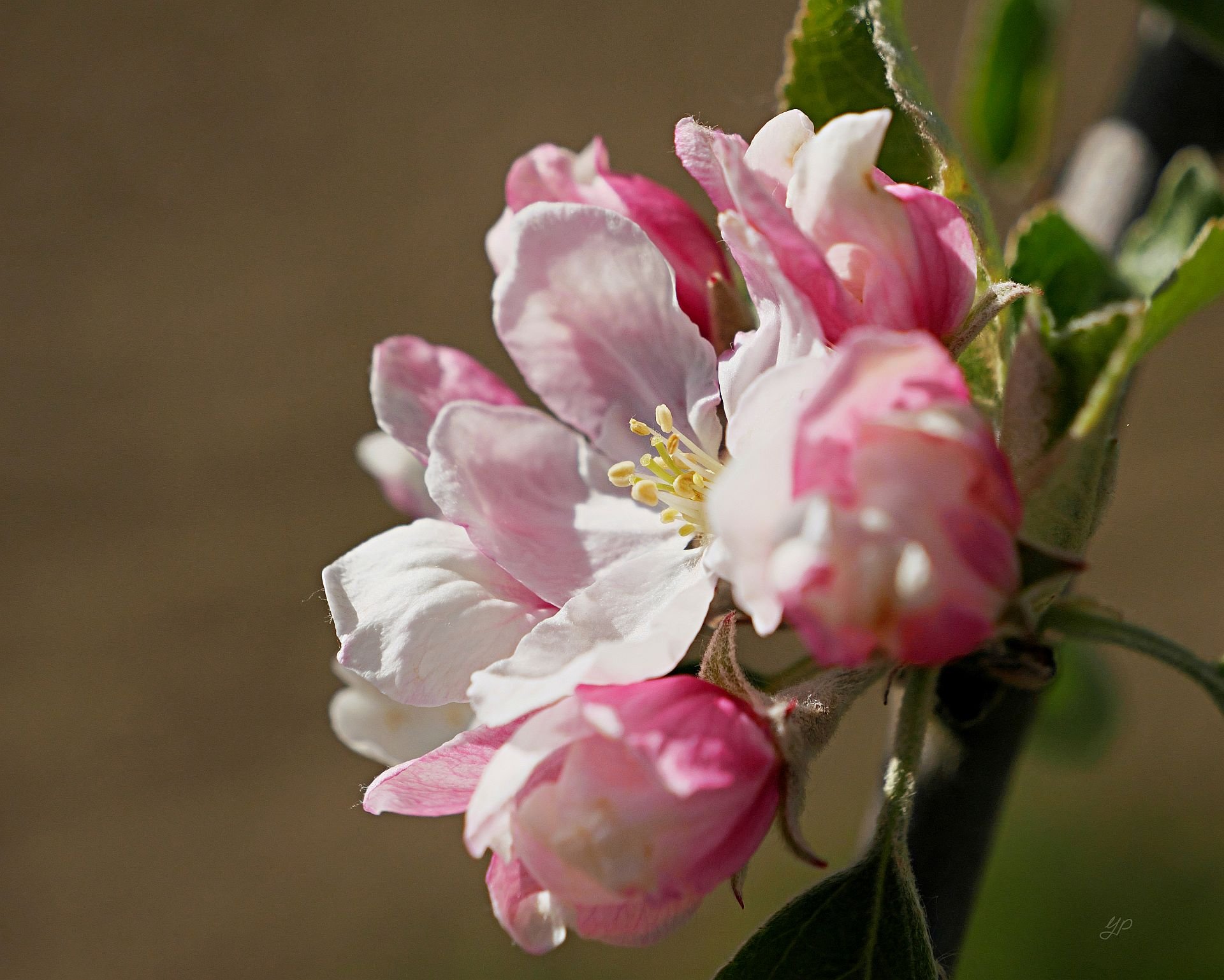 Apfelblüte