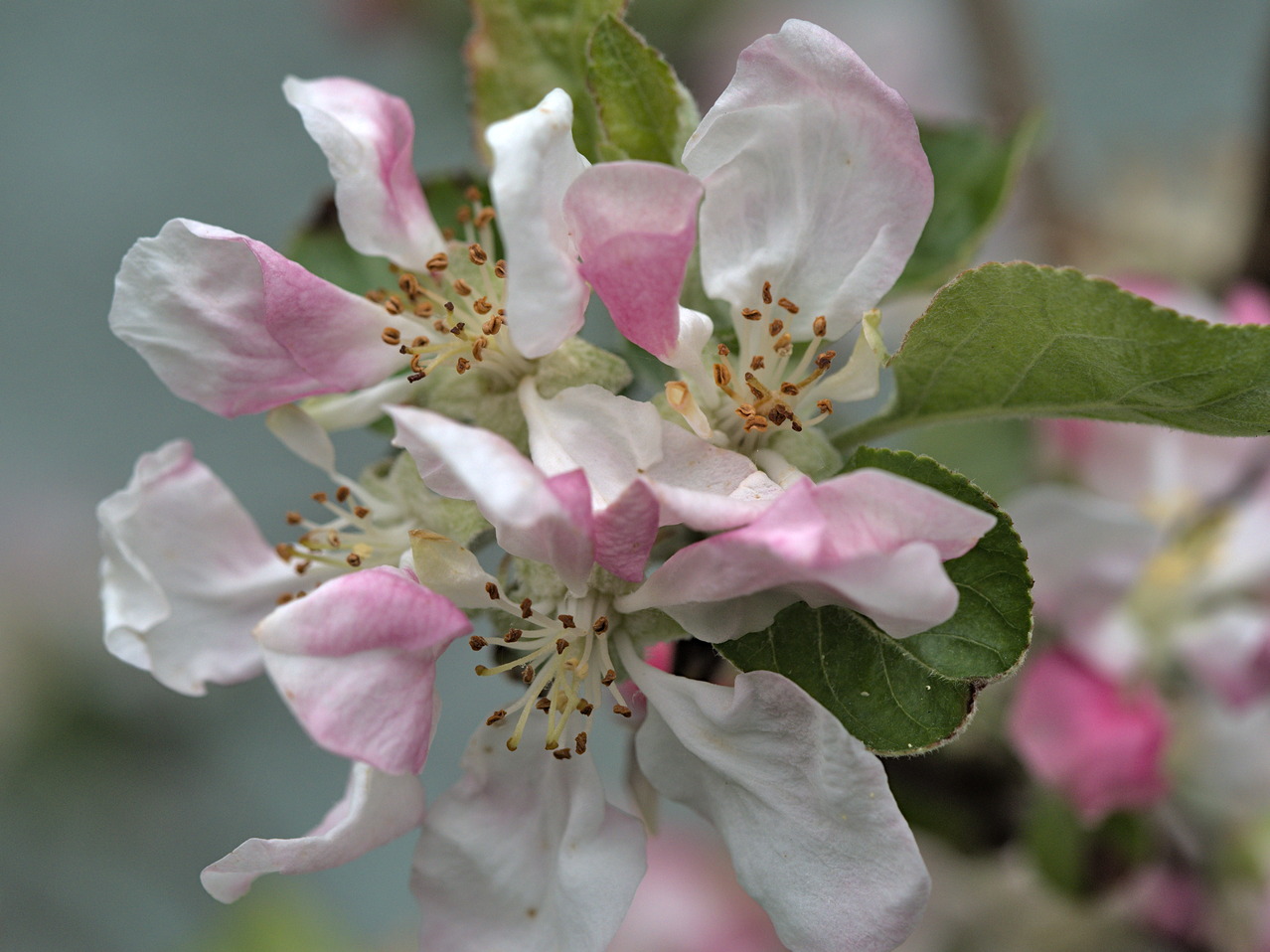 Apfelblüten