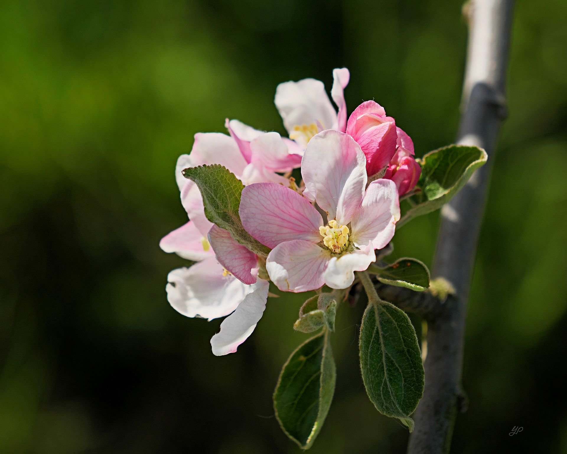Apfelblüten