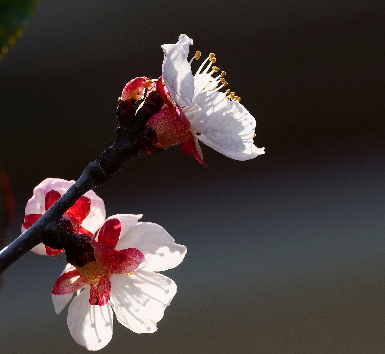 Aprikosenblüte