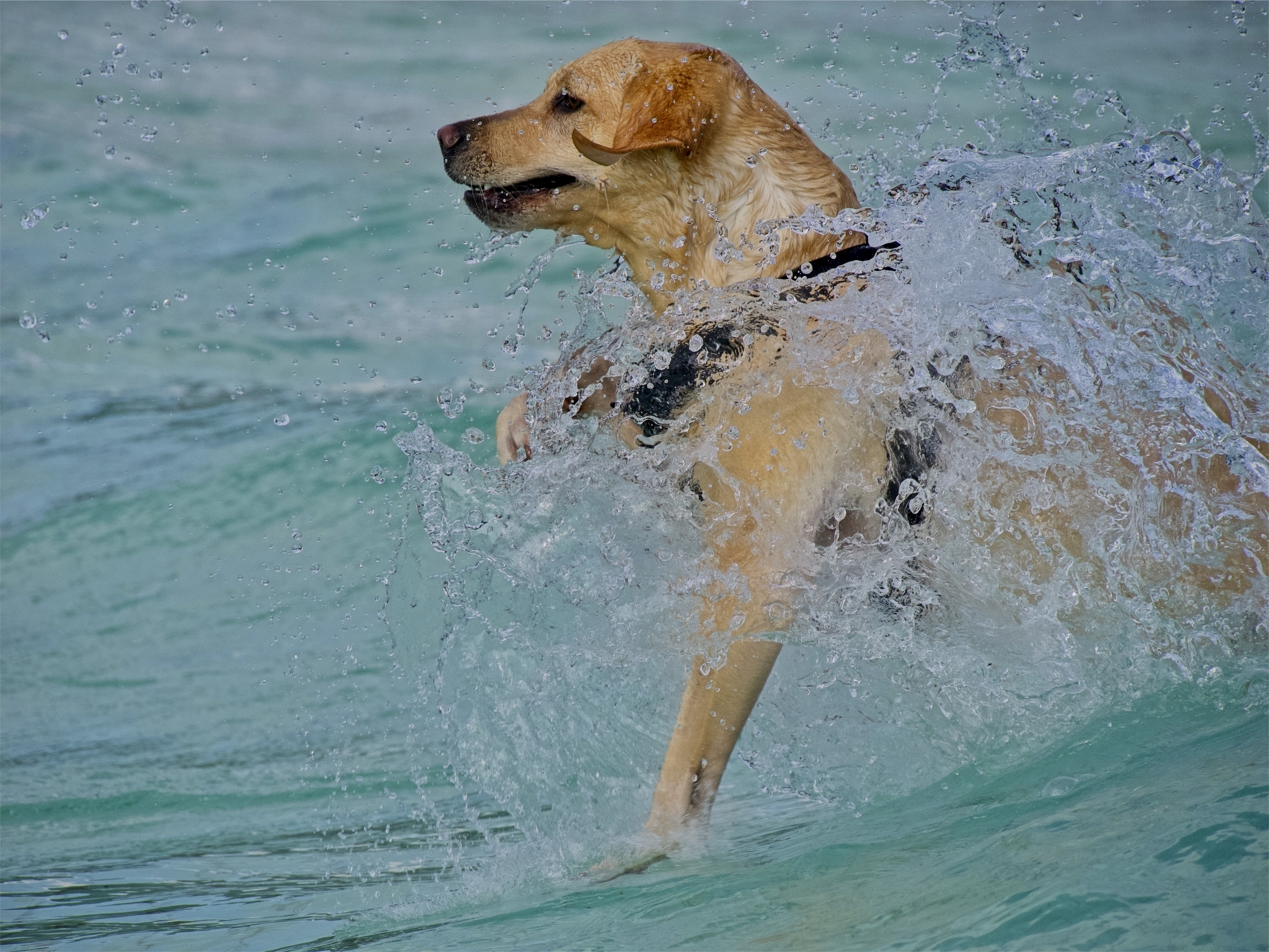 AquaDog im Freibad