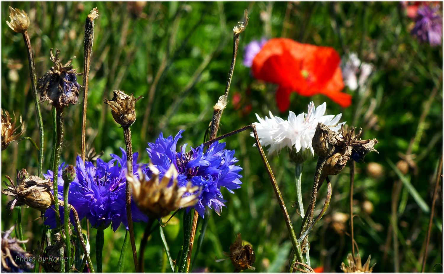 Arboretum Ellerhoop_022_20160819_Kornblume_ROT.jpg