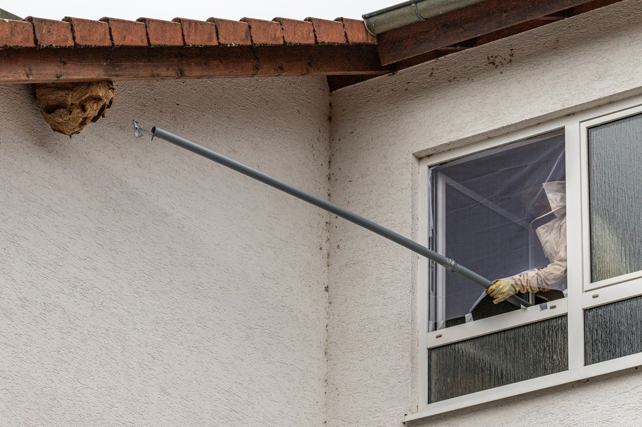 Asiatische Hornissen . Nest entfernen