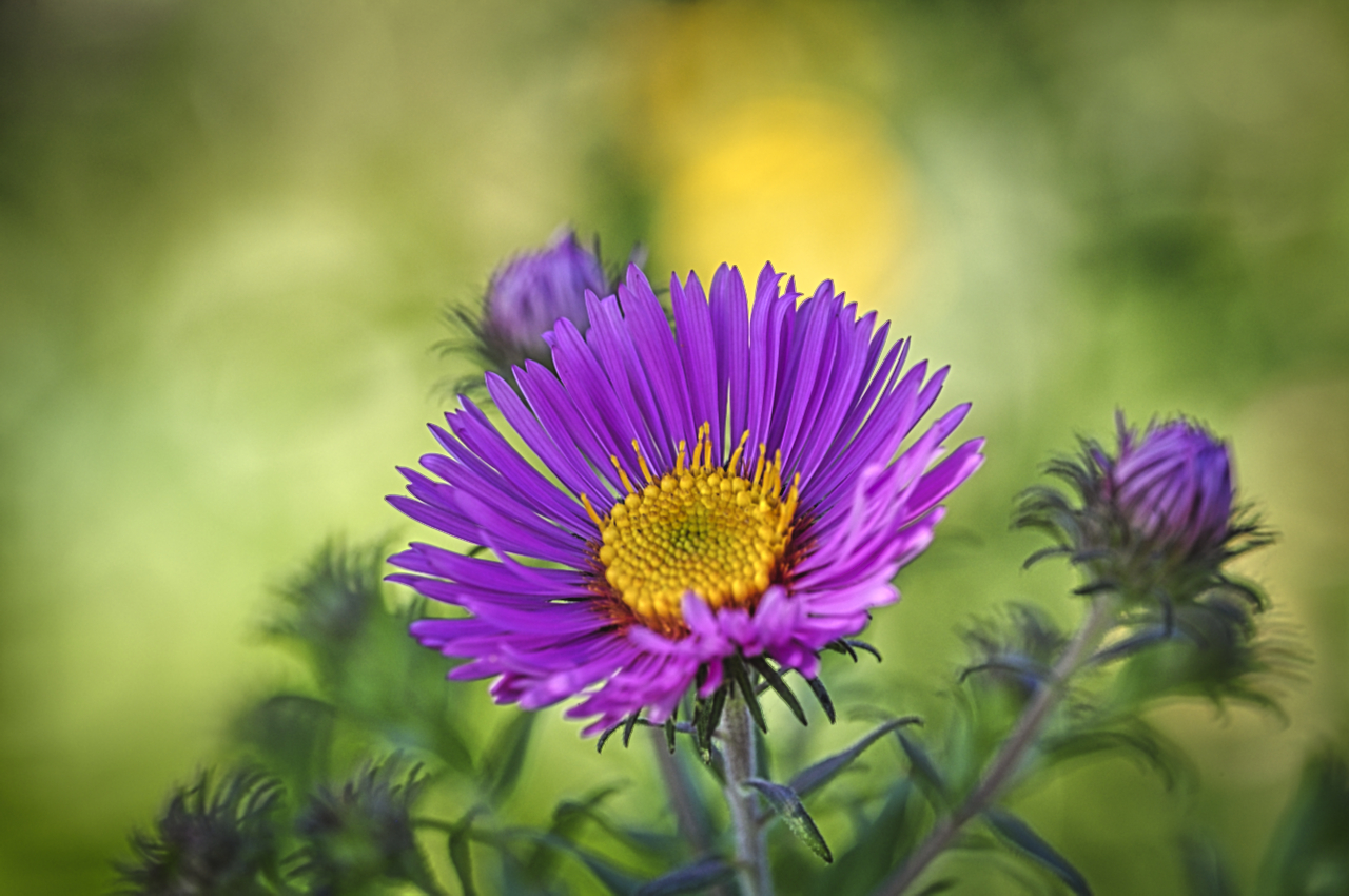 Aster od. ,,Oktoberle"