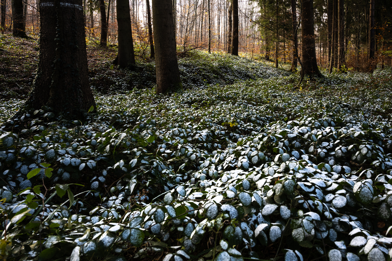 auch hier: Schnee!