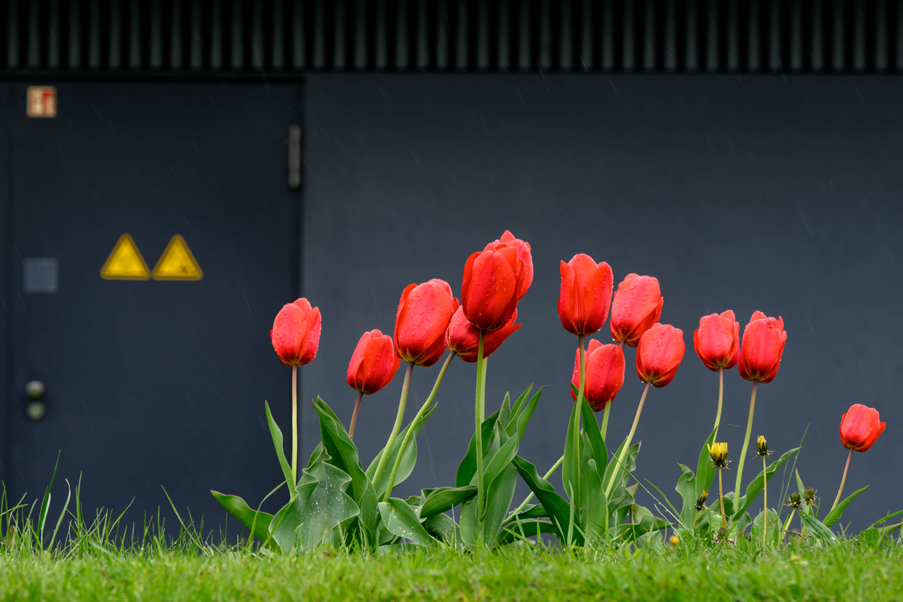 auch hier: Tulpen