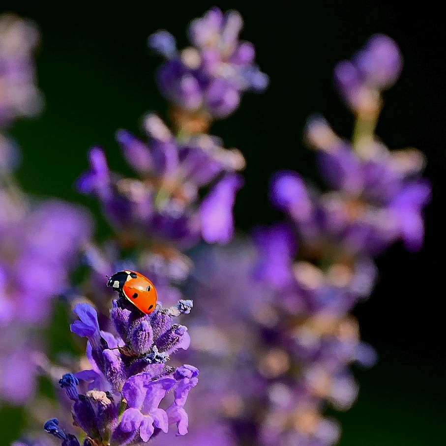 auch ich mag Lavendel v2