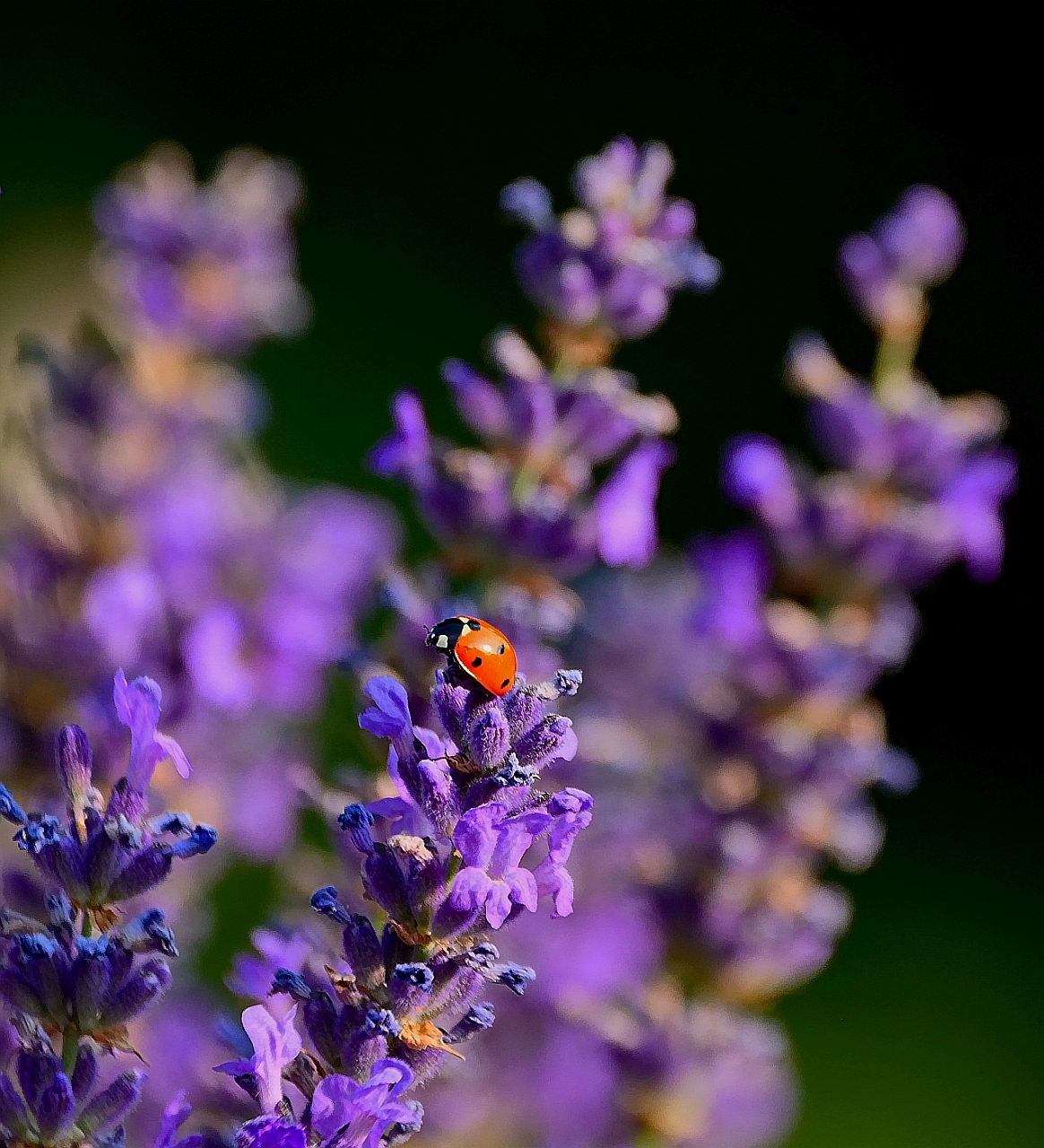 auch ich mag Lavendel