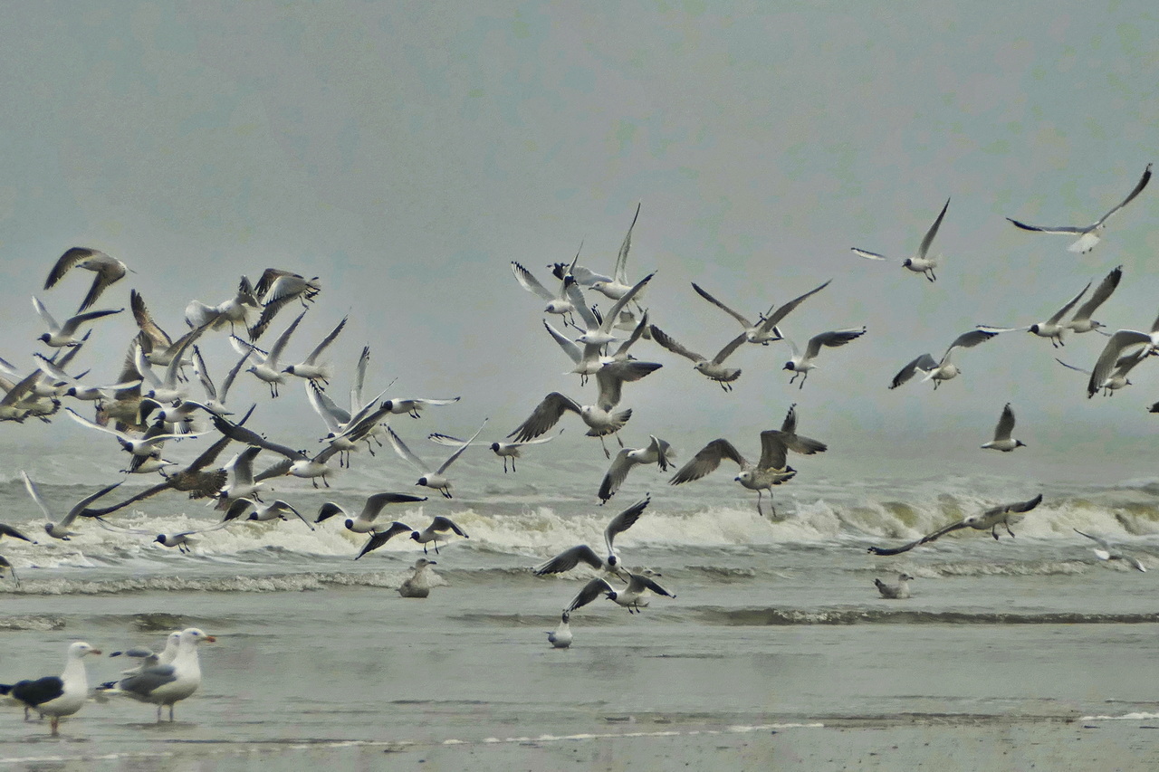 Auf Ameland