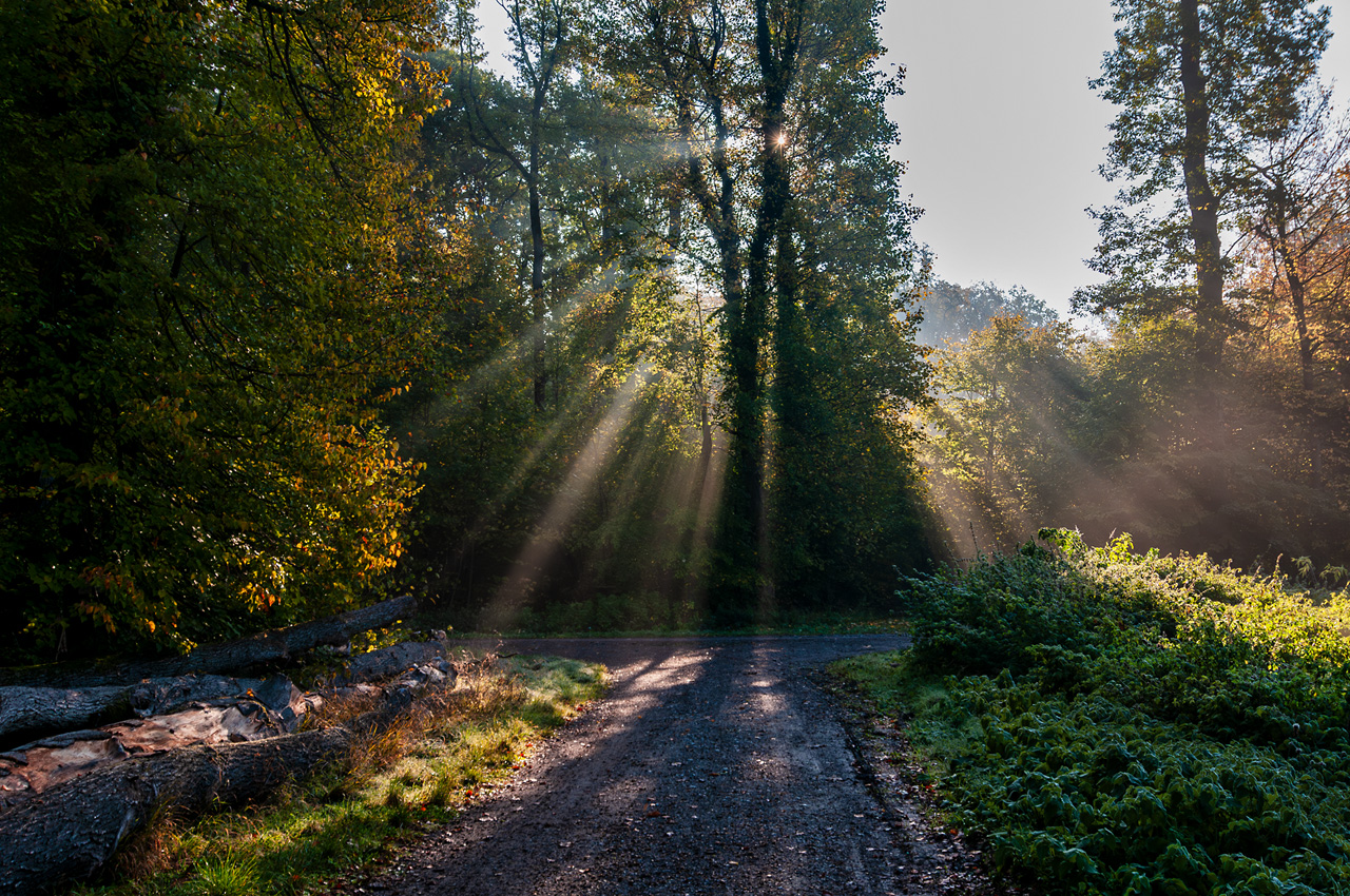 Auf dem Holzweg