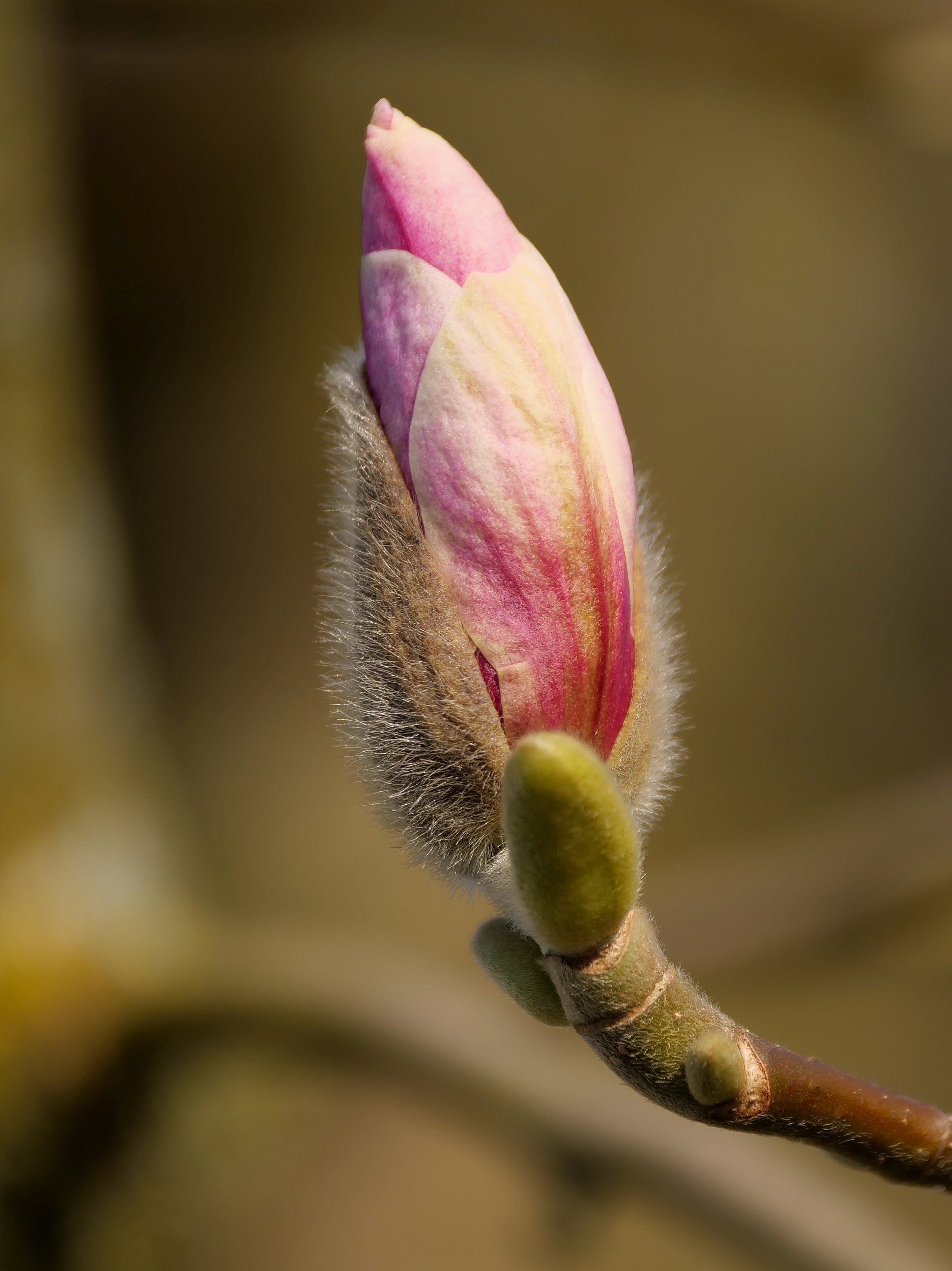 Auf dem Weg zur Blüte