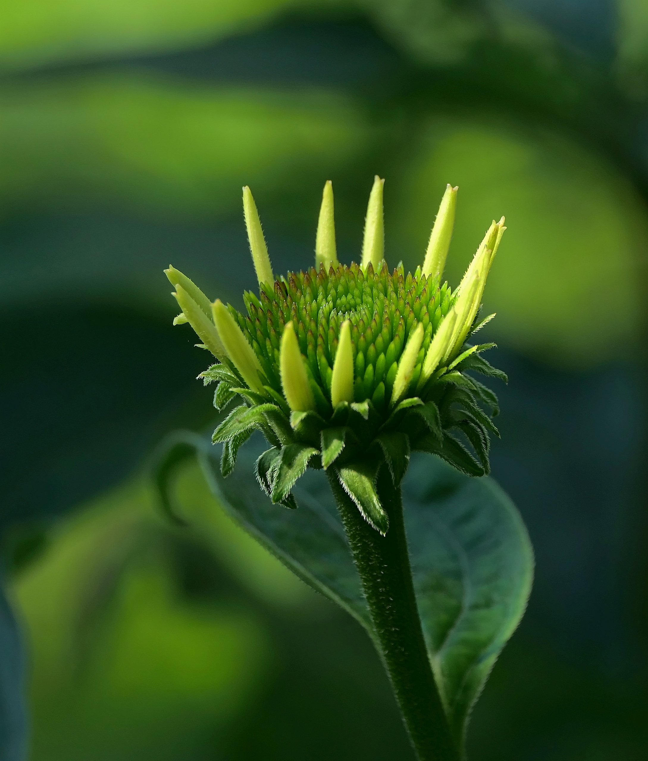 Auf dem Weg zur Blüte