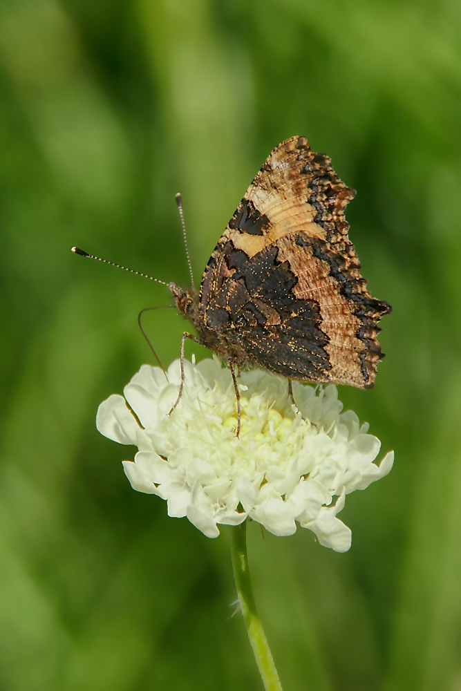 Auf der Blüte