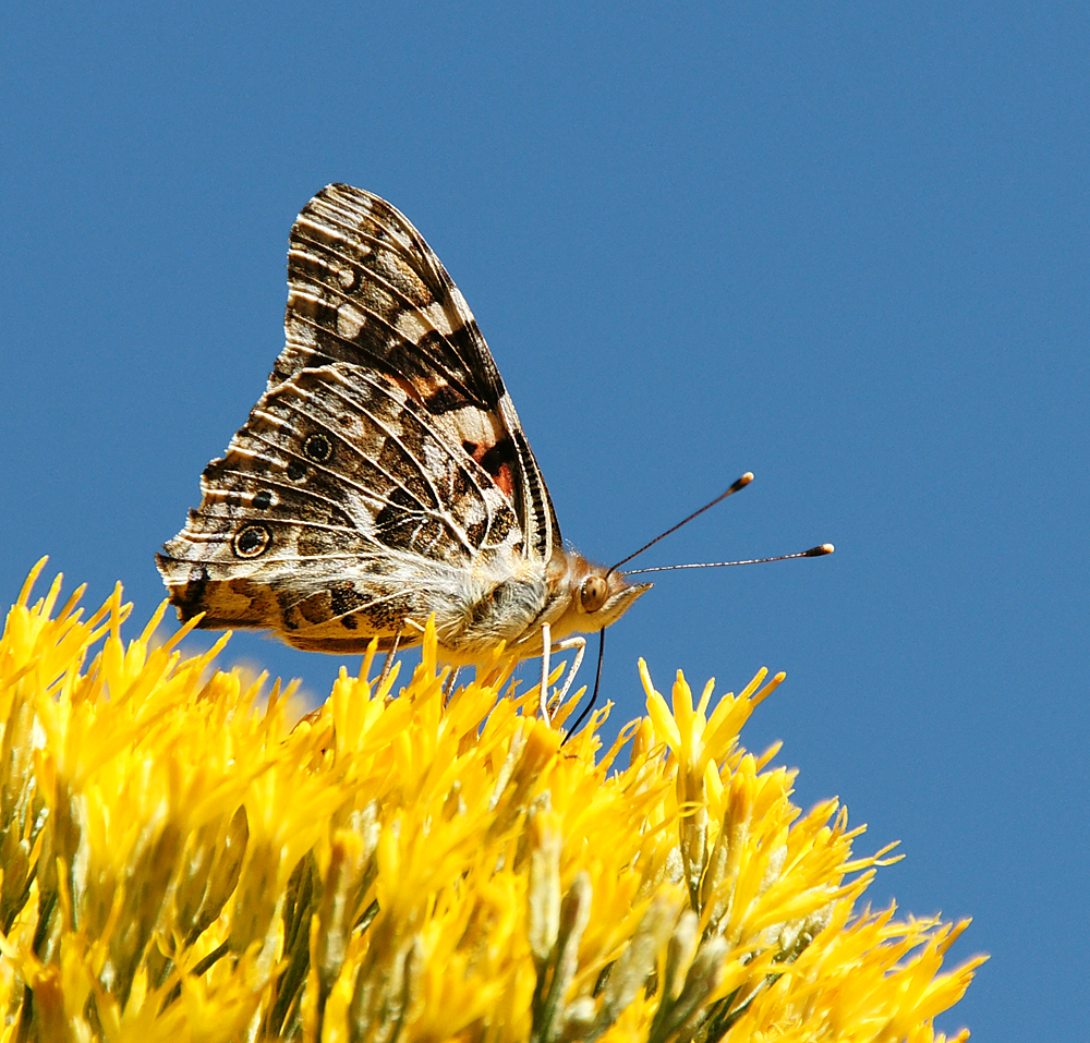 Auf der Blüte