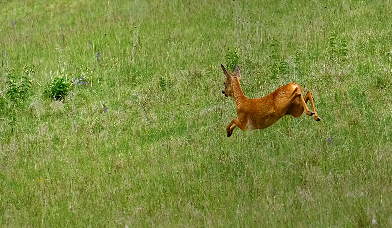 Auf der Flucht.jpg