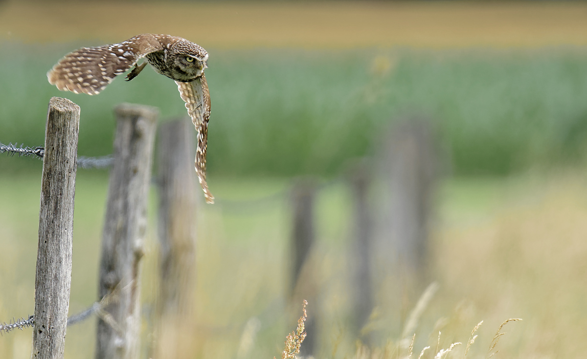 Auf der Jagd dpixx.de Forum