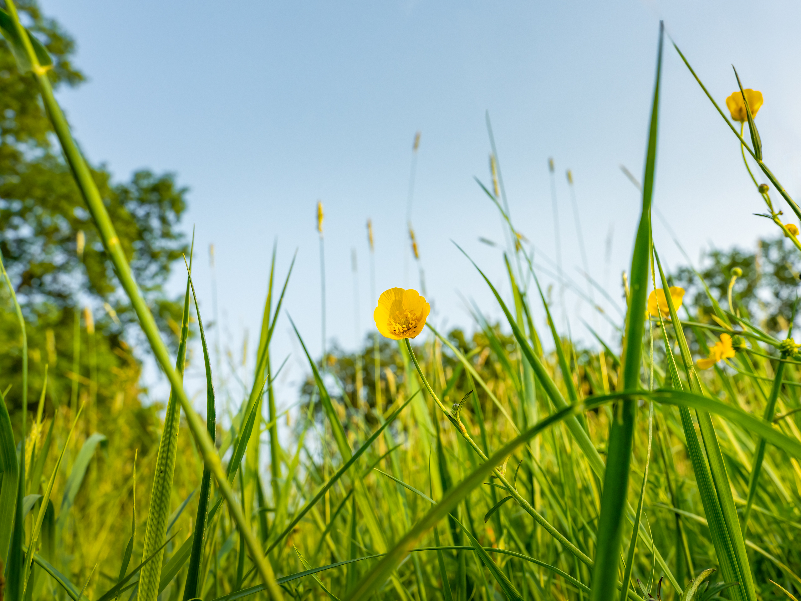 Auf der Wiese ...